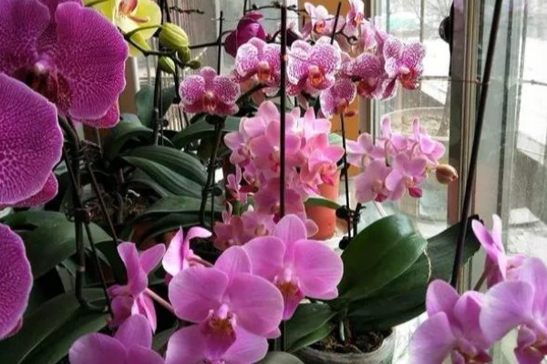 蝴蝶兰的换盆要点,幼苗换盆可以保留原先的土壤