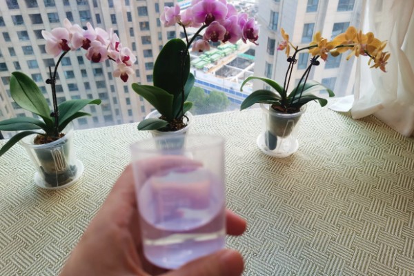 蝴蝶兰的换盆要点,幼苗换盆可以保留原先的土壤