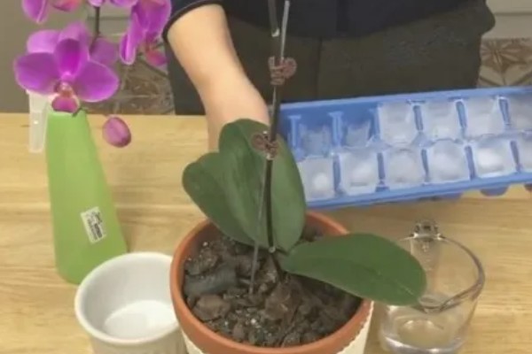 蝴蝶兰的换盆要点,幼苗换盆可以保留原先的土壤