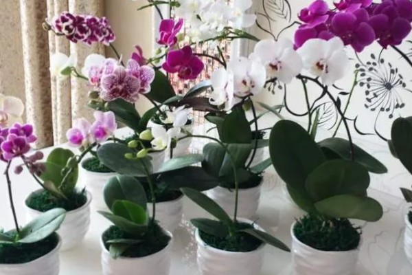 蝴蝶兰的换盆要点,幼苗换盆可以保留原先的土壤