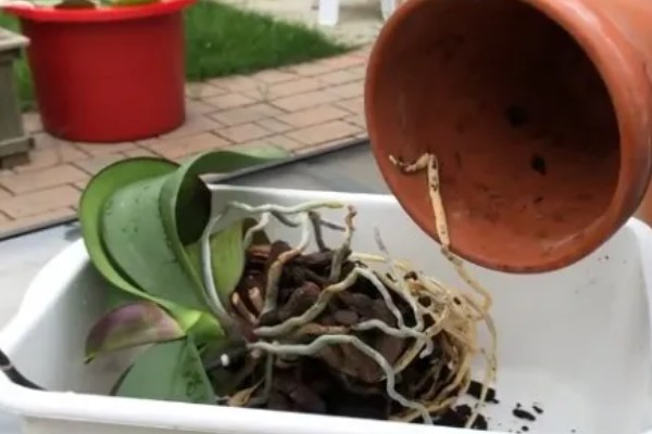 蝴蝶兰的换盆要点,幼苗换盆可以保留原先的土壤