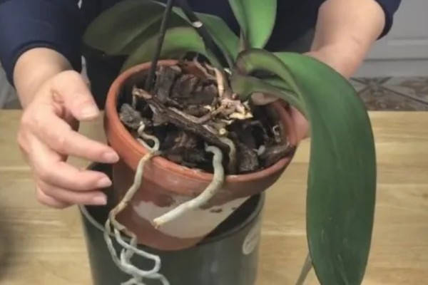 蝴蝶兰的换盆要点,幼苗换盆可以保留原先的土壤