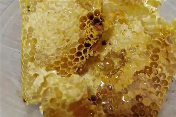 蜂巢蜜的价格,一般在60-100元一斤