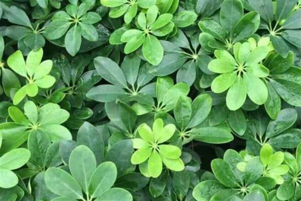 鸭掌树的寓意是什么，寓意家庭和睦、团团圆圆等