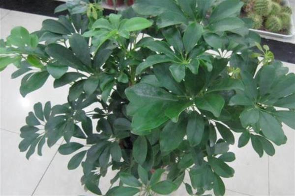 鸭掌树的寓意是什么，寓意家庭和睦、团团圆圆等