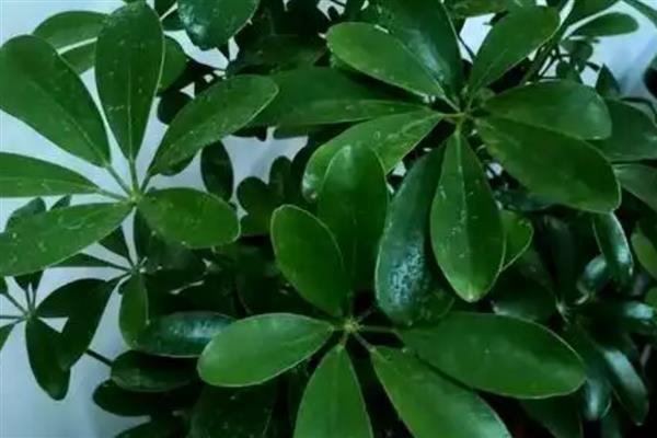 鸭掌树的寓意是什么，寓意家庭和睦、团团圆圆等