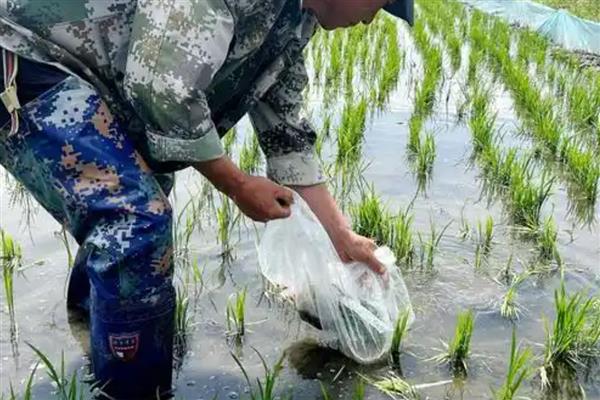 稻田养殖青虾的方法，秧苗栽插后一星期开始放幼虾