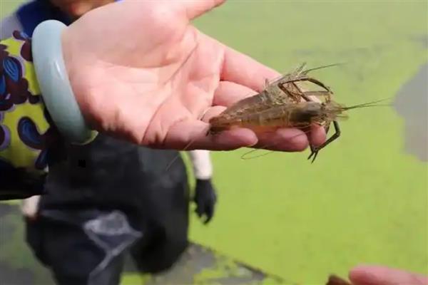 稻田养殖青虾的方法，秧苗栽插后一星期开始放幼虾
