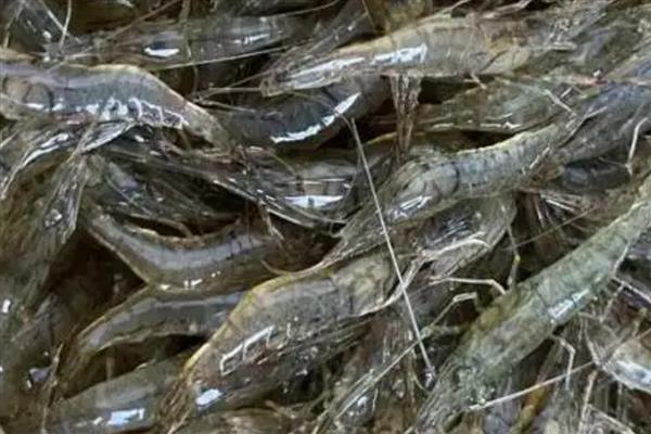 稻田养殖青虾的方法，秧苗栽插后一星期开始放幼虾