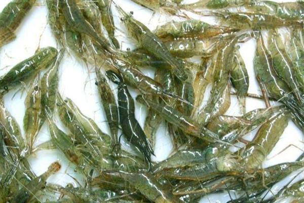 稻田养殖青虾的方法，秧苗栽插后一星期开始放幼虾