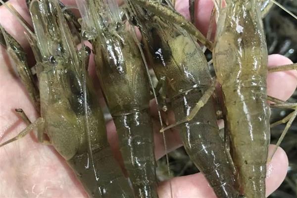 稻田养殖青虾的方法，秧苗栽插后一星期开始放幼虾