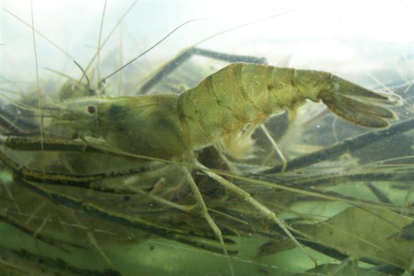 稻田养殖青虾的方法，秧苗栽插后一星期开始放幼虾