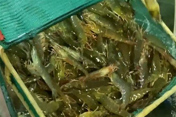 稻田养殖青虾的方法，秧苗栽插后一星期开始放幼虾