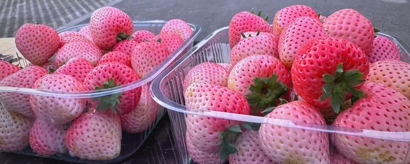 粉色草莓介绍，主要是缺光、氮肥或雨水过多所致