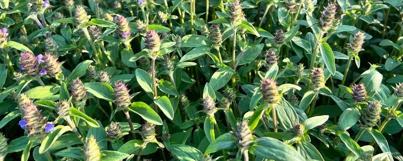 夏枯草的收获时间，6月份是收获适期