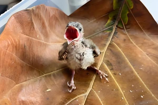 麻雀幼鸟怎么喂养，一般每次喂5ml食物