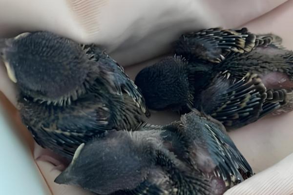 麻雀幼鸟怎么喂养，一般每次喂5ml食物