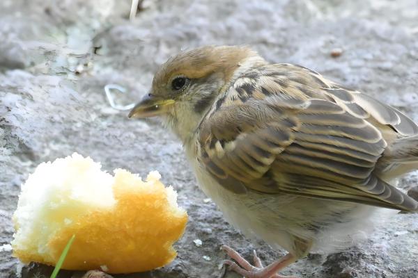 麻雀幼鸟怎么喂养，一般每次喂5ml食物