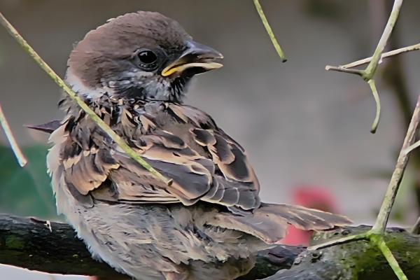 麻雀幼鸟怎么喂养，一般每次喂5ml食物