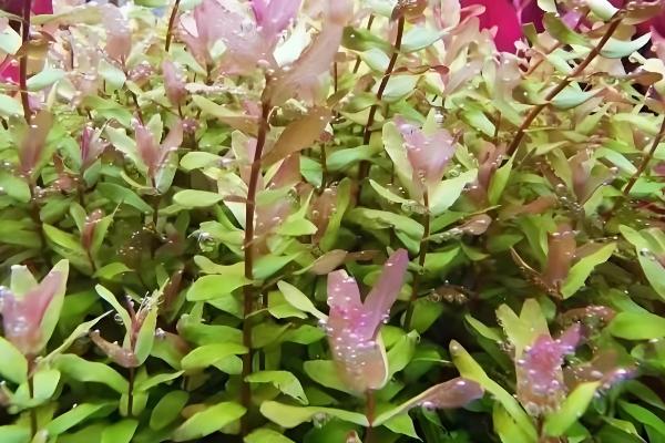 绿蝴蝶水草好不好养,难度一般需满足生长条件