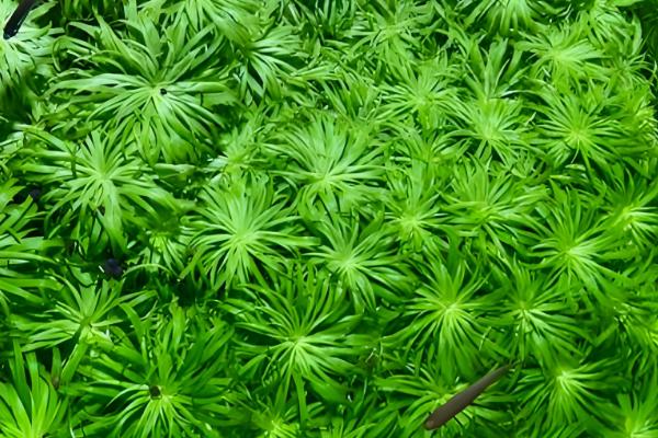 绿蝴蝶水草好不好养,难度一般需满足生长条件