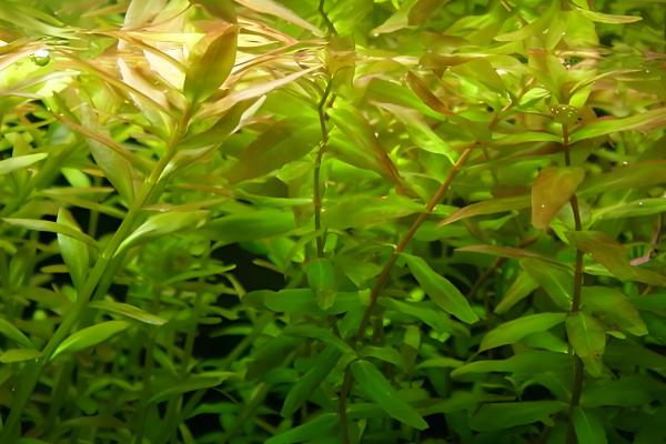 绿蝴蝶水草好不好养,难度一般需满足生长条件