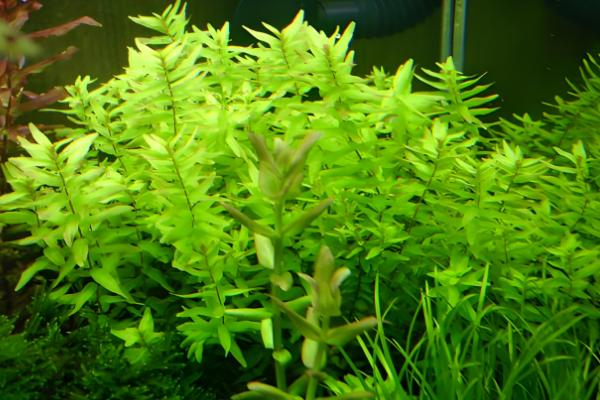 绿蝴蝶水草好不好养,难度一般需满足生长条件