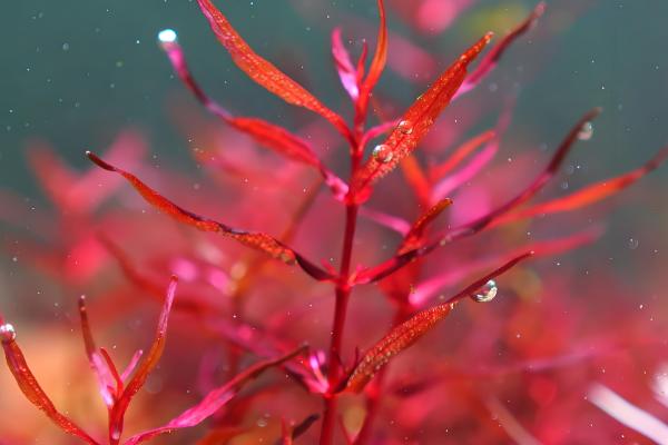 绿蝴蝶水草好不好养,难度一般需满足生长条件