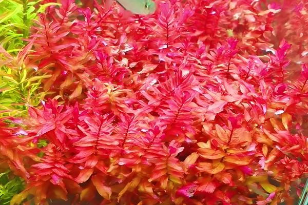 绿蝴蝶水草好不好养,难度一般需满足生长条件