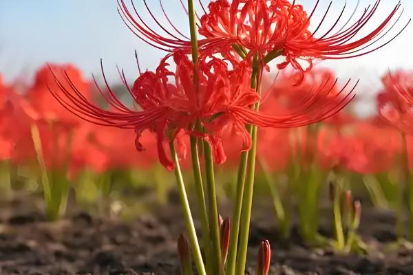 彼岸花与石蒜花有什么区别,彼岸花属于石蒜花里面的一个品种