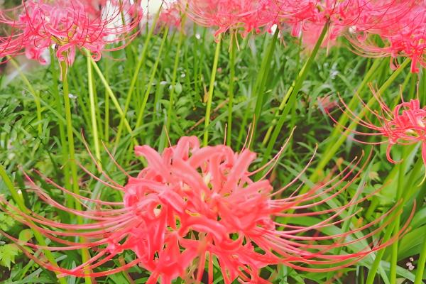 彼岸花与石蒜花有什么区别,彼岸花属于石蒜花里面的一个品种