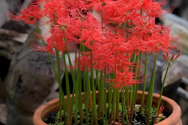 彼岸花与石蒜花有什么区别,彼岸花属于石蒜花里面的一个品种