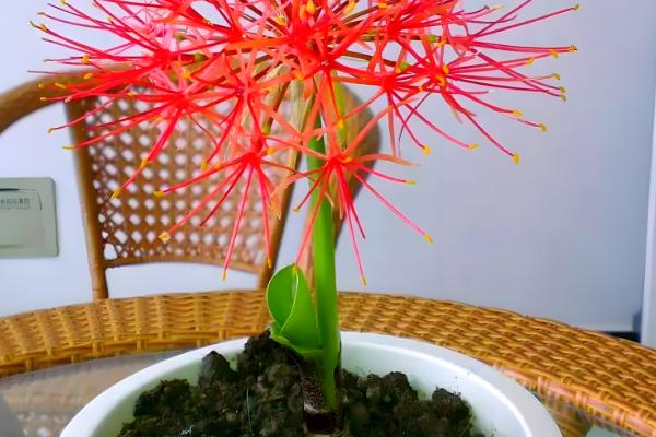 彼岸花与石蒜花有什么区别,彼岸花属于石蒜花里面的一个品种