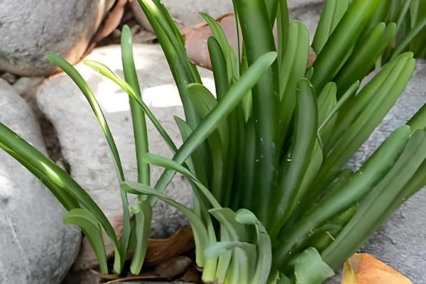 彼岸花与石蒜花有什么区别,彼岸花属于石蒜花里面的一个品种