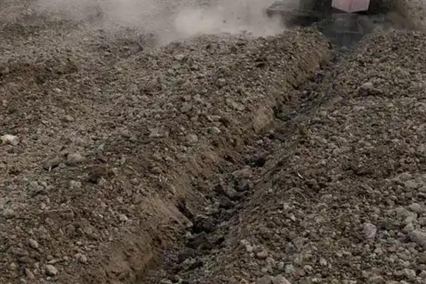 韭黄怎么种植,幼苗长出3片真叶间苗一次