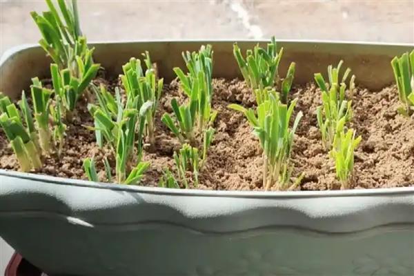 韭黄怎么种植,幼苗长出3片真叶间苗一次