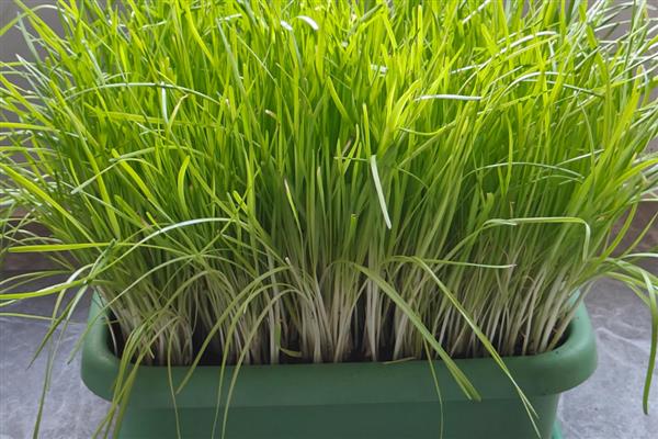 韭黄怎么种植,幼苗长出3片真叶间苗一次