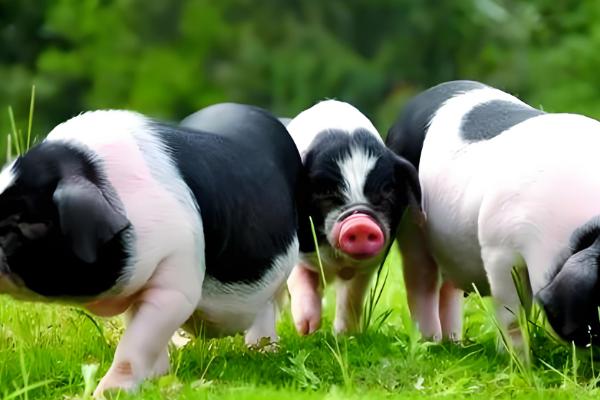 有哪些猪种品种，分为瘦肉型、脂肪型和兼用型