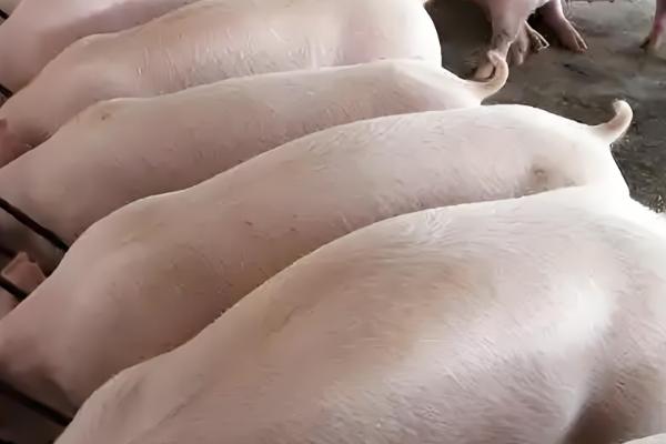 有哪些猪种品种，分为瘦肉型、脂肪型和兼用型