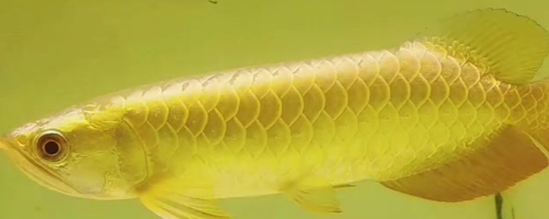 过背金龙鱼的意思，指六排鳞片全部变成了金黄色