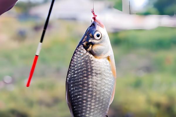 海夕钩选大小的方法,根据垂钓鱼种选择不同的钩号