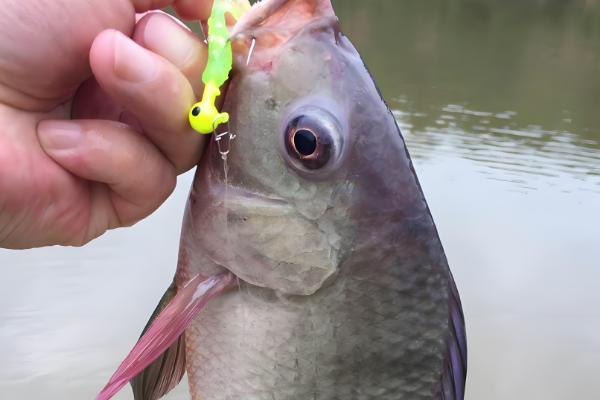 海夕钩选大小的方法,根据垂钓鱼种选择不同的钩号