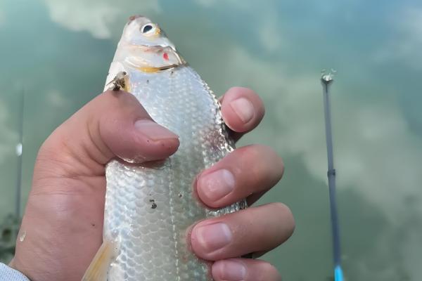 海夕钩选大小的方法,根据垂钓鱼种选择不同的钩号