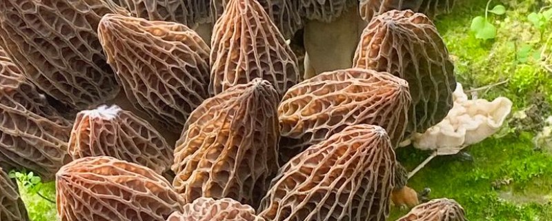 羊肚菌与竹荪有什么区别，前者属于羊肚菌科、后者属于鬼笔科