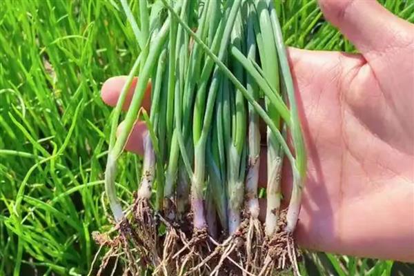 洋葱苗怎样育，可以在秋季进行