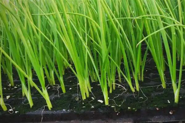 洋葱苗怎样育，可以在秋季进行