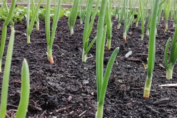 洋葱苗怎样育，可以在秋季进行