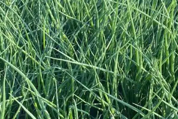 洋葱苗怎样育，可以在秋季进行