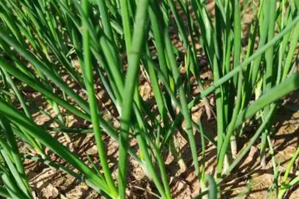 洋葱苗怎样育，可以在秋季进行