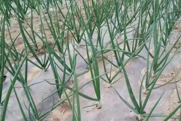 洋葱苗怎样育，可以在秋季进行